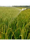 Crop Protection Chemicals Market Analysis Latin America - Size and Forecast 2024-2028