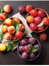 Stone Fruit Market Analysis APAC, Europe, North America, Middle East and Africa, South America - China, US, Spain, Italy, India, France, South Korea, Germany, Brazil, Canada - Size and Forecast 2025-2029