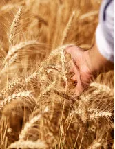 Grain And Cereal Crop Protection Market Analysis APAC, South America, Europe, North America, Middle East and Africa - Brazil, China, Argentina, India, US, Japan, Chile, France, South Korea, Germany - Size and Forecast 2025-2029