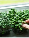 Microgreens Market Analysis North America, Europe, APAC, South America, Middle East and Africa - US, Canada, China, Germany, UK - Size and Forecast 2024-2028