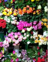 Cut Flowers Market Analysis Europe, North America, APAC, South America, Middle East and Africa - US, China, Germany, France, The Netherlands - Size and Forecast 2024-2028