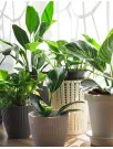 Indoor Plants Market Analysis North America, Europe, APAC, South America, Middle East and Africa - US, China, Germany, Japan, UK, Australia, India, France, Brazil, Canada - Size and Forecast 2025-2029