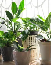 Indoor Plants Market Analysis North America, Europe, APAC, South America, Middle East and Africa - US, China, Germany, Japan, UK, Australia, India, France, Brazil, Canada - Size and Forecast 2025-2029