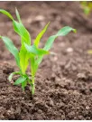 Catalyst Fertilizers Market by Fertilizer Application and Geography - Forecast and Analysis 2020-2024