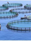 Aquaculture Market Analysis APAC, North America, Europe, South America, Middle East and Africa - China, India, Indonesia, Vietnam, Thailand, Norway, US, Brazil, Japan, Germany - Size and Forecast 2025-2029