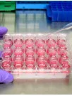 Cell Culture Market Analysis North America, Europe, Asia, Rest of World (ROW) - US, China, UK, Germany, Japan - Size and Forecast 2024-2028