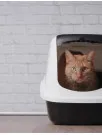 Automatic Self-cleaning Cat Litter Box Market Analysis North America, Europe, APAC, South America, Middle East and Africa - US, China, Germany, Canada, France - Size and Forecast 2024-2028