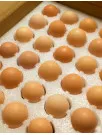 Plastic-Based Egg Packaging Market by Product and Geography - Forecast and Analysis 2020-2024